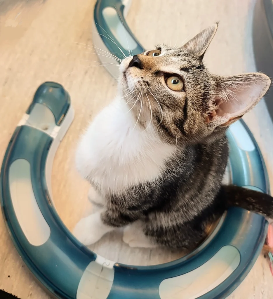 Brun tigrerad kattunge