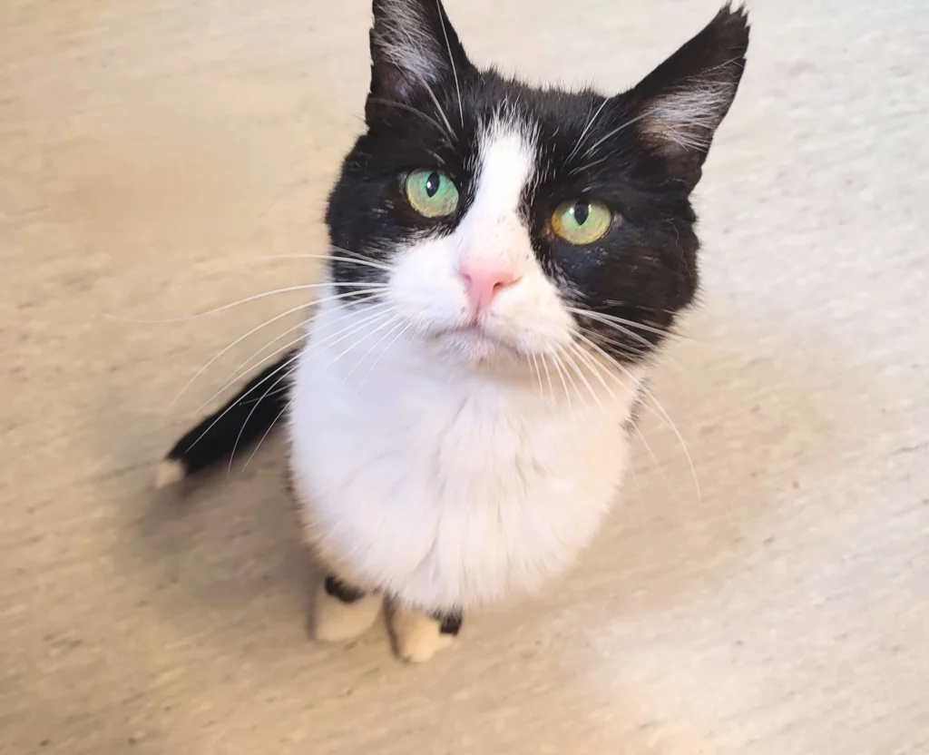 Svart och vit katt med grön ögon