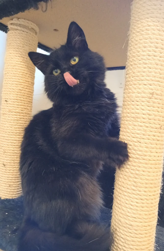 Fluffig svart katt som klöser på en klösbräda och har tunge ute