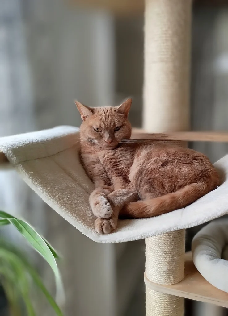 Katt som är nöjd efter veterinärbesök