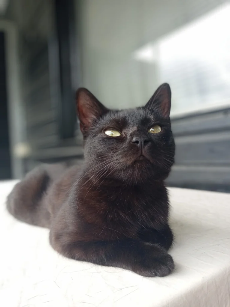 Lugnt katt inför chipmärkning 