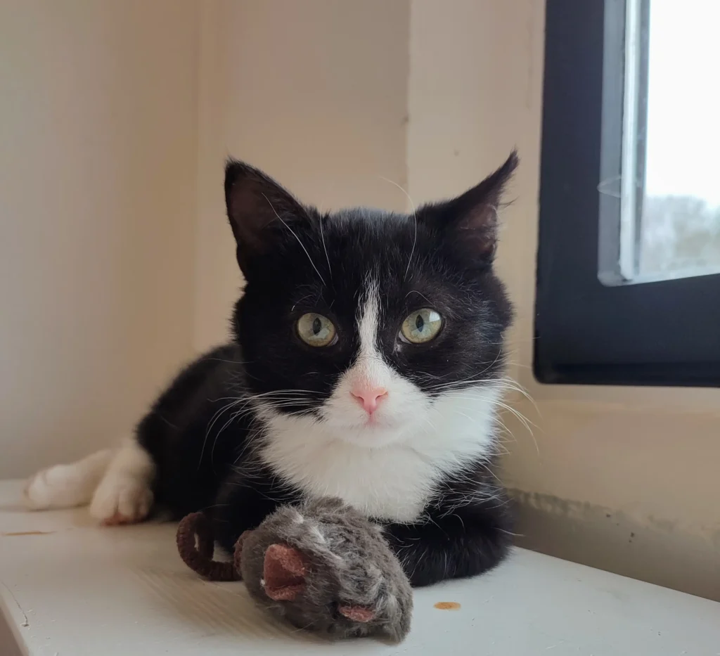 Kattunge med en leksak mus