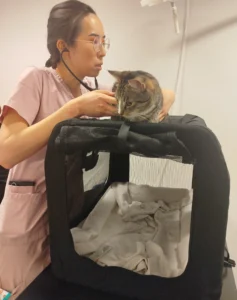 Katt som sitter bekväm på hans transportbur under veterinär undersökning innan har får en vaccination.