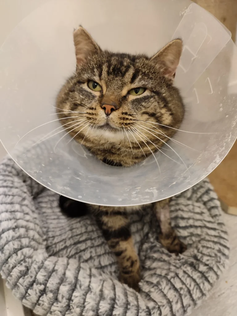 Hankatt med krage och stora kinder som är nöjd efter sin kastration