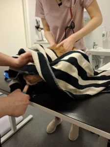 Katt som äter krämgodis under hans veterinär undersökning. Han är gömd under en handduk för att vara trygg hos veterinären