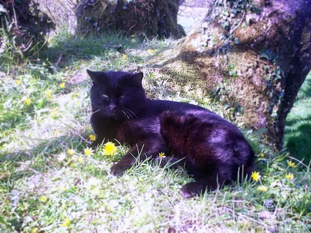 Gammal sjuk katt 