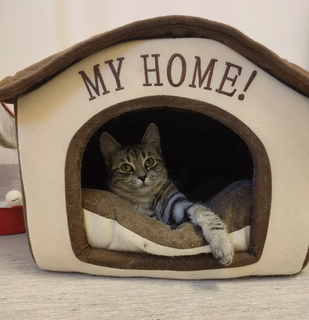 Katt inför hembesök från veterinär i Uppsala
