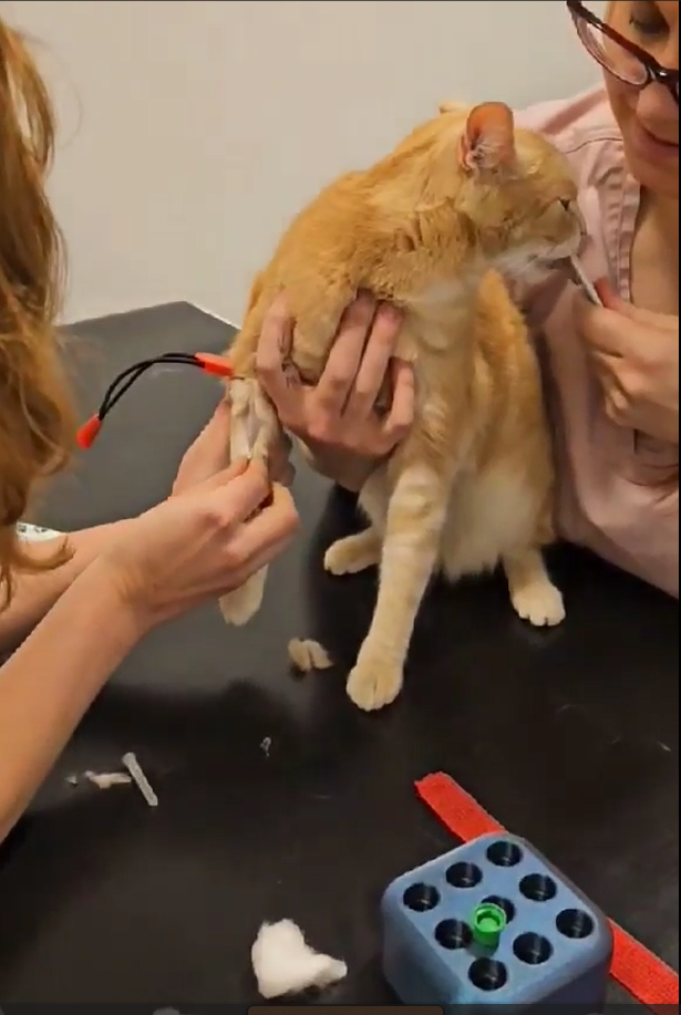 Blodprov på katt. Lugn katt som äter godis