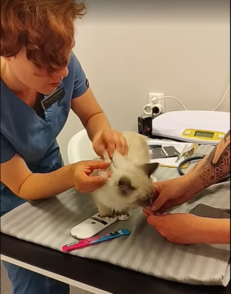 Vår veterinär Patricia vaccinerar en tolv veckor gammal kattunge medan han äter lite godis.