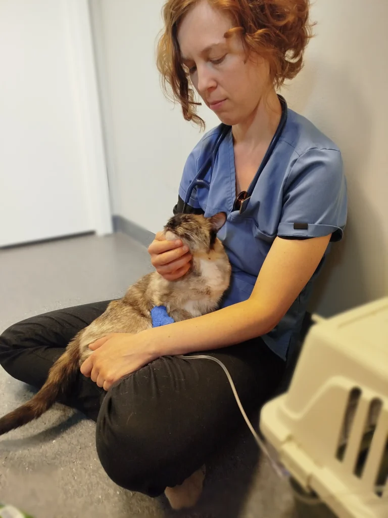 veterinär i Uppsala gosar med en katt som får dropp istället för att åka till djursjukhus