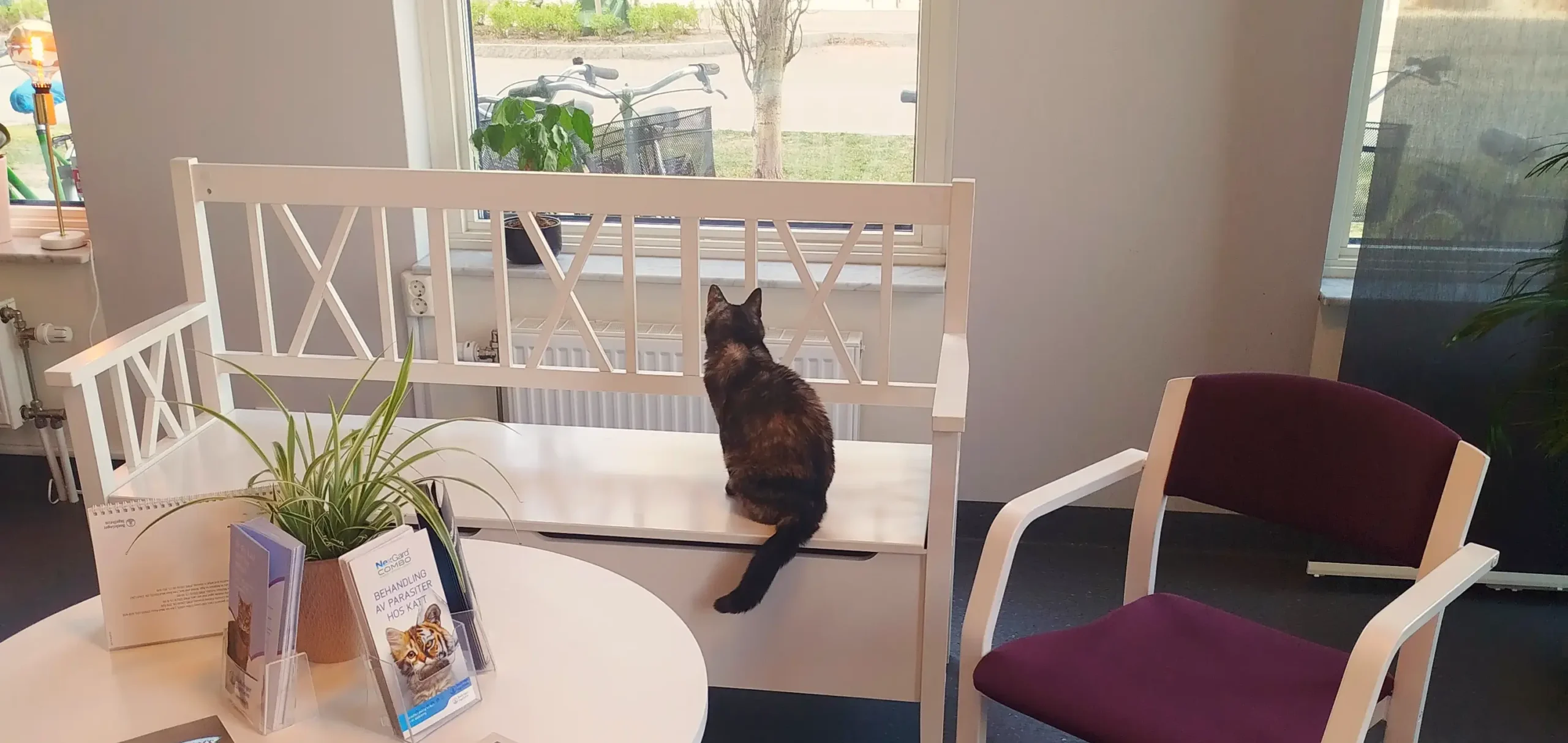 Veterinär i Uppsala med en trygg miljö för att din katt ska känna sig lugnt.