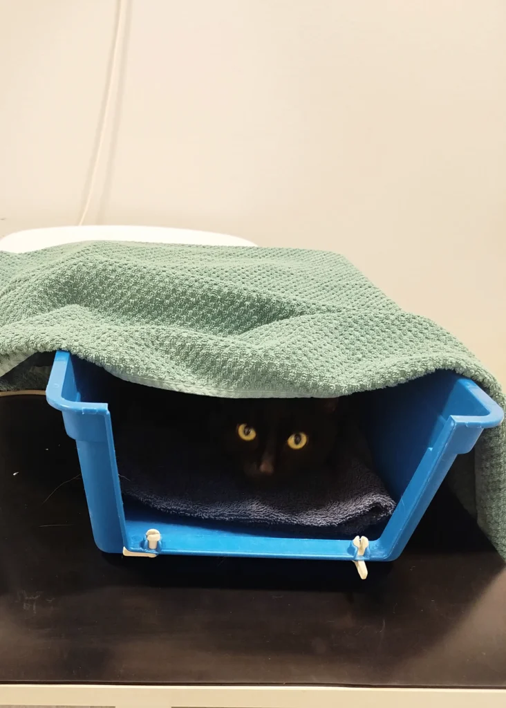 katt som sitter trygg i sin bur inför vaccination hos veterinär i Uppsala