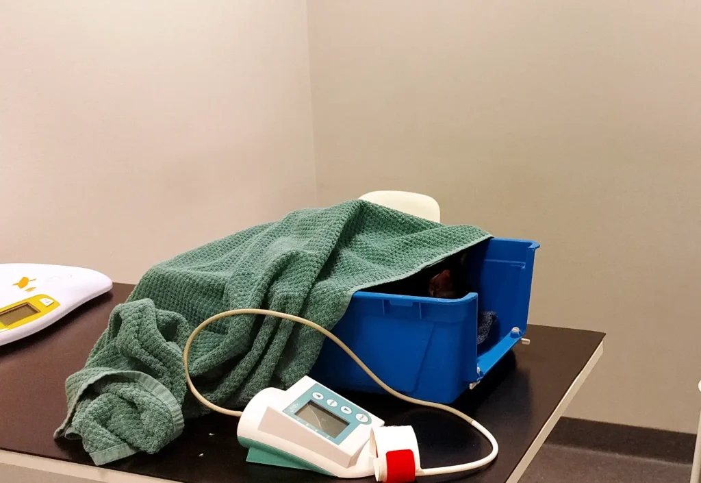 Blodtryck i samband med seniorkoll på katt i Uppsala. Katter ligger trygg i sin bur.