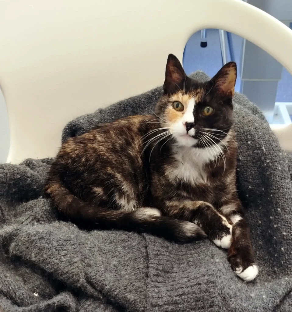 Katten Rut väntar på hennes blodprovsvar hos veterinär